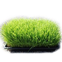 밀새싹 재배세트 4종 텃밭키우기