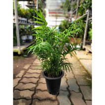 야자 테이블야자 중대품 45-65cm 119