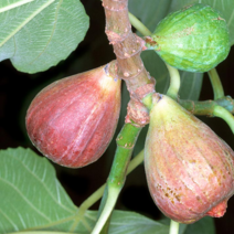 세종식물원 - 무화과나무 묘목 특묘 결실주