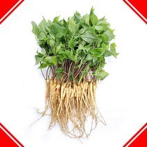 고흥농장 새싹삼 새싹인삼 효능 장뇌삼먹는법 중-50뿌리, 단품