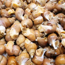 동해안 자연산 백골뱅이 생물 골뱅이탕 백골뱅이탕 생골뱅이, 대 1kg 15~25미, 1개