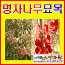 (G소망)명자나무묘목(키100센치) 5그루