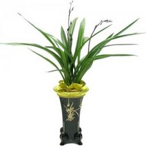 산천보세4 동양란 동양난 서양란 서양난 승진, 20000원