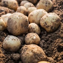 강원도 수미감자 왕특 5kg, 없음, 1개