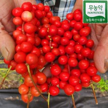 강원도 홍천 무농약 생 오미자 10kg 5kg 세척오미자 햇오미자 오미자청 오미자설탕절임 당절임 2023년, 오미자당절임10kg(오미자5kg+설탕5kg)