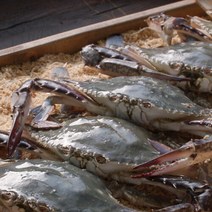 국내산 가을 햇 절단 꽃게 350g 9팩, 단일속성