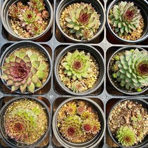 꽃나무팜 (5개한세트) 피핀바위솔 월동다육이 국민다육 반려식물 선별배송 다육이키우기