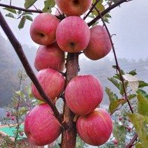 강원도 청정 산지 직송 양구 새콤달콤 아삭한 명품 부사 후지 사과 설렘마당 특별가 5kg, 10kg-38중과(가정용)