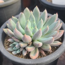 [소소한다육] 해밀턴 Echeveria Hamilton 다육식물, 1개