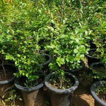 백일홍 (목백일홍) 3년생(키60센티) 개화주_ 167602EA, - 본상품선택