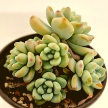 라울 물이들면 예뻐지는 다육식물842 랜덤발송, 단품, 1개