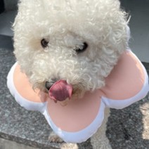 동물병원 강아지 고양이 중성화 넥카라 피부병 핑크