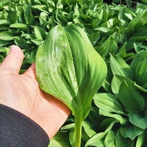 [웰굿] 산지직송 강원도 명이나물 잎명이 4kg