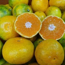노지감귤 5kg (소) 제주조생귤 노지감귤 황금향 천혜향 한라봉 레드키위 노지감귤 조생귤, 단품, 단품