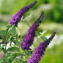 붓들레아(아프리카)포트묘(3주묶음)묘목/F1189, 1개