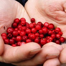 크랜베리/4치포트(4개묶음)묘목/c1515