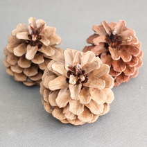 솔방울 5~8cm 대형솔방울 천연가습기, 대형 솔방울 (5~8cm)