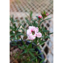 행복한꽃순이//호주매화(파스텔연핑크겹), 1개