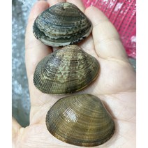산지직송 싱싱한 국산 남해 활바지락 1kg 2kg 조개탕 바지락 칼국수 된장국 조개구이, 1개
