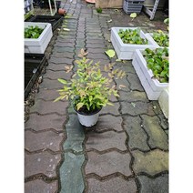 식물학박사 야생화 남천 중품 노지월동 반려식물, 1개