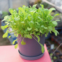 셰프가든 7종 부추 모듬쌈채 쑥갓 래디시 고수 루꼴라 스위트바질 식물 키우기