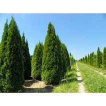 에메랄드그린 H0.6m 이상 7치포트 측백 조경수 고급수종 울타리목 상록수 스마라그 - 꽃보러가자, 1개