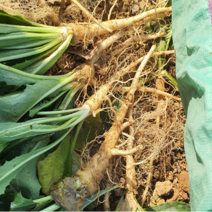 [부자밥상] 국산 노지 고들빼기 쌈싸름한 꼬들빼기 중량별 가성비!, 생고들빼기 10단(3kg 내외), 3kg, 1개