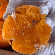 당일생산배송 꿀달콤 레드향 VIP 선물세트 3kg 백화점납품용 프리미엄 케이스 포장 특품과, 꿀달콤 레드향 VIP선물세트 5kg (박스+케이스포장)