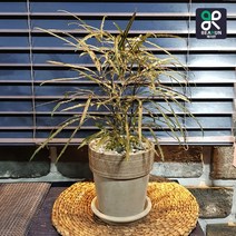 [서울/경기 당일배송] 공기정화식물 아랄리아 아라리오 탁상 개업 인사 승진 축하 화분, 25000원 추가 지역, 1개