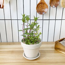 1+1 페퍼민트 키친허브 화분 세트 타임 바질 로즈마리 베란다 텃밭 허브 키우기, H10.페퍼민트, H21.캐모마일