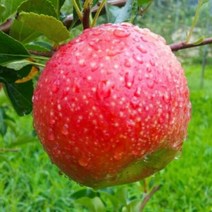 상주사과 백화산사과 10kg 28-31과 내외 문장대사과 성주봉사과, 상세페이지 참조