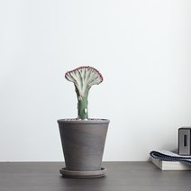 춘봉 선인장 독일로즈토분세트 (희귀선인장 유포비아/춘봉철화), 01-춘봉 선인장+독일로즈토분(받침대 미포함)