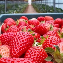 꽃피는딸기정원 생딸기 설향 특1kg GAP인증 당일수확 당일배송 신선딸기, 1개