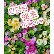 만다린 앵초꽃 10개 20개/앵초가 봄를 부르는 꽃이죠, 20개