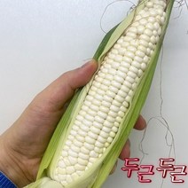 쪄 강원도 찰 햇 대학 옥수수 생옥수수 20개