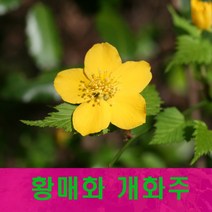 황매화 개화주(분묘) 1주
