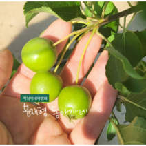 동아까네 [1포트] 분재형 (복남이네야생화 분재 정원수 관상수 꽃나무 애기사과나무)
