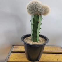 밍크선인장 높이 35cm, 1개