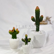 플라랜드 공기정화 인테리어식물 만세선인장 테라조 대리석화분, 테라조 팽이화분 - 만세선인장(16cm)