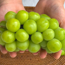 산지직송 김천 샤인머스켓 1kg(2송이) 고당도 수출용 프리미엄 선물세트 보자기포함