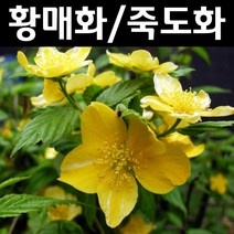 황매화/죽도화 나무 묘목 키1.2m 1개/정원/공원/조경수