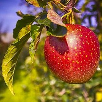 [ 13브릭스 ] 과수원에서 바로 딴 고당도 꿀 사과 당도보장 농장직송 당일주문 당일발송, 02.사과 알뜰형특가상품 중과+대과 크기혼합 2kg
