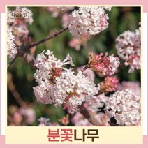 분꽃나무 묘목 키1m(분) 1개