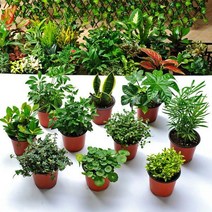 [z]공기정화 포트식물 40여종, 1-4.관음죽