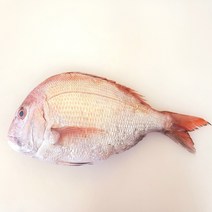 자연산 반건조 참돔 35cm 내외 350g 내외 생선구이 제수용 제사용 국내산