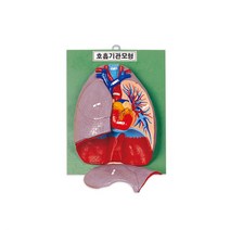 [유앤아이사이언스] 호흡기관 모형, 기본