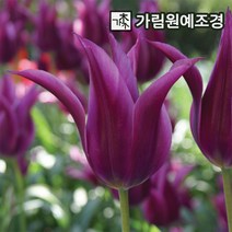 튤립 구근 모음 5개세트 2023년 신상품 가림원예조경, 퍼플드림(구근5개세트)