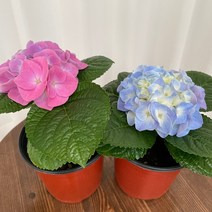 수국 꽃 1+1 온정원 공기정화식물