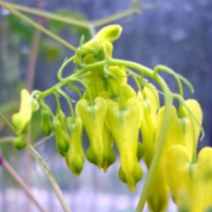 (GD소망)금낭화씨앗(골든티어스 노랑)0.06g(약 90립)