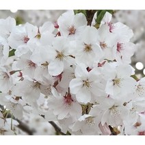 일심묘목농원 왕벚나무 (흰꽃) 벗나무 묘목 정원수 가로수 1.2M~1.8M, 1.8M이상